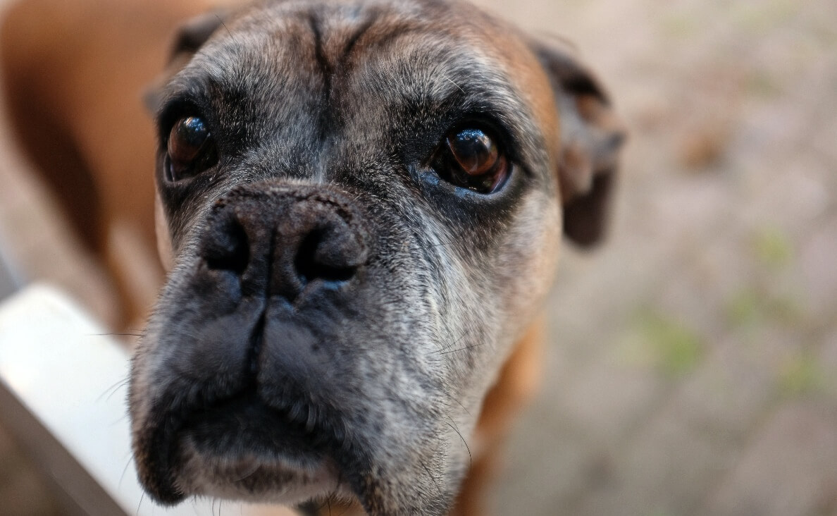 DOG TOO OLD TO WALK - OLD BOXER DOG WITH A WHITE FACE