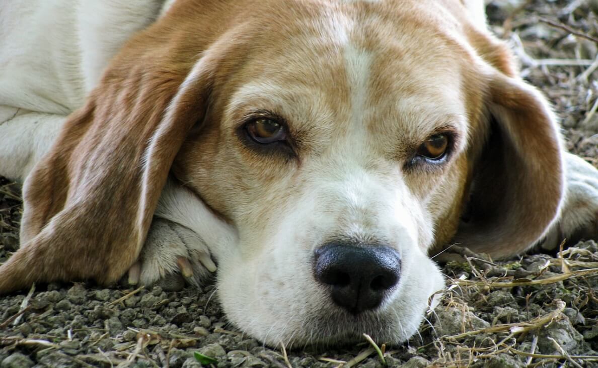 DOG TOO OLD TO WALK - SENIOR BEAGLE