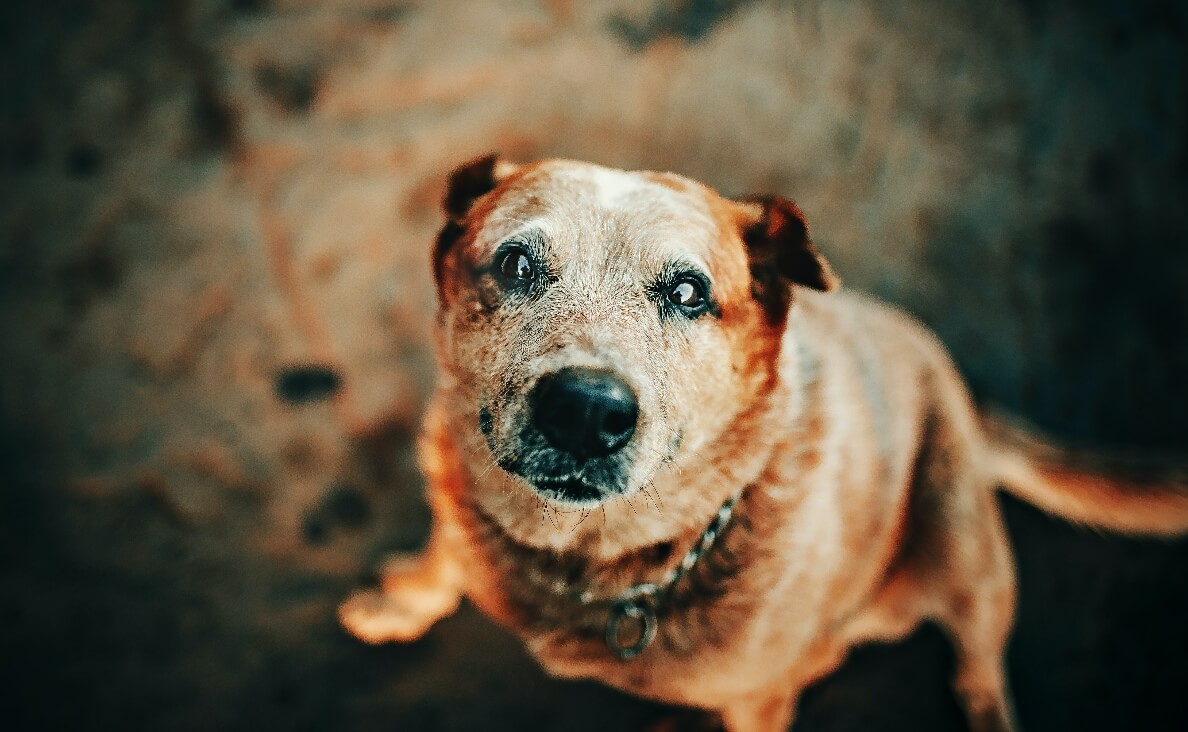 DOG TOO OLD TO WALK - VERY OLD BLIND DOG LOOKING UP