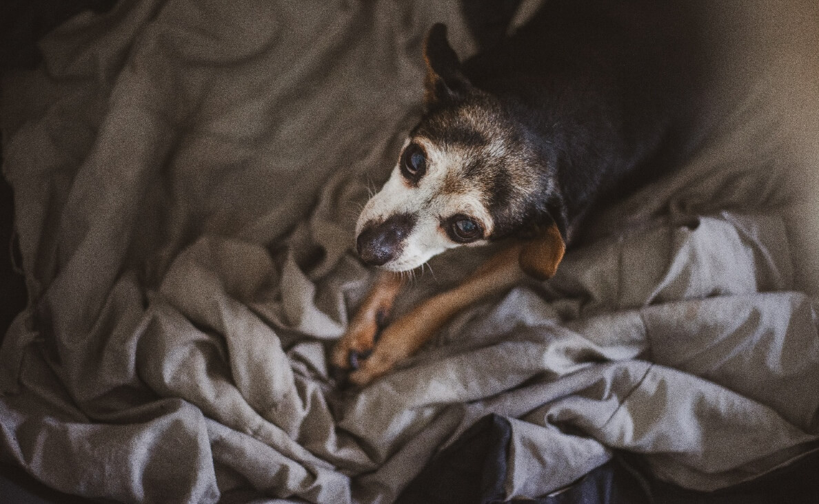 DOG TOO OLD TO WALK - WHITE FACED CHIHUAHUA LAYING IN A COMFORTER LOOKING UP