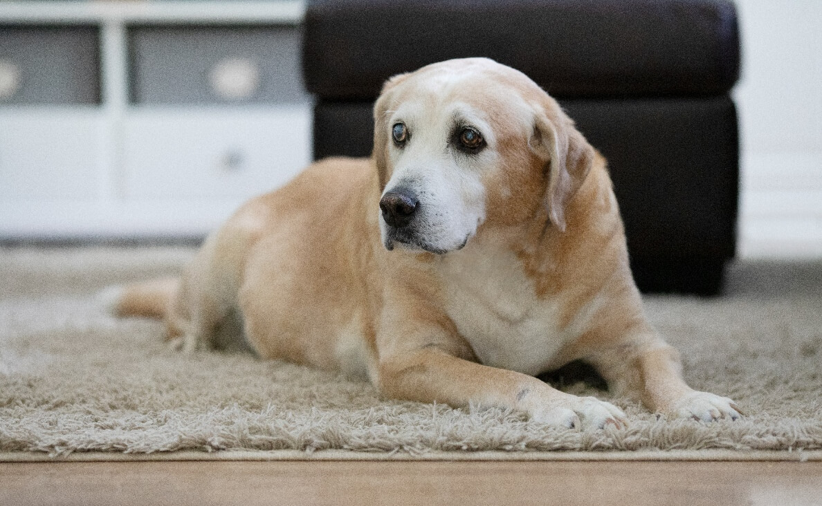 DOG TOO OLD TO WALK - YELLOW LABRADOR RETRIEVER