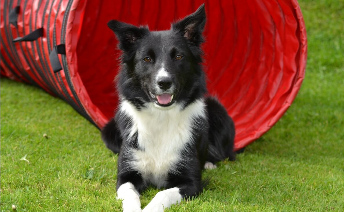 ENVIRONMENTAL ENRICHMENT - black and white collie in agility course tunnel