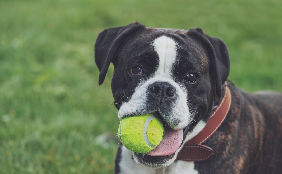 ENVIRONMENTAL ENRICHMENT - brindle, white and black boxer with ball in mouth