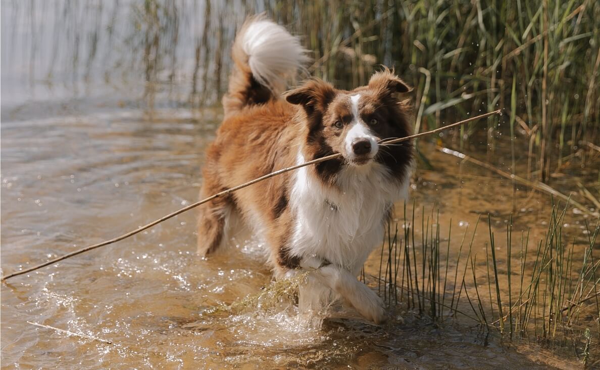 ENVIRONMENTAL ENRICHMENT - brown and white retriever with stick in stream