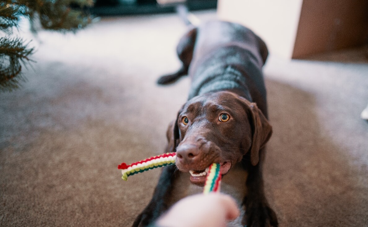 ENVIRONMENTAL ENRICHMENT - brown lab playing with person holding a dog rope toy