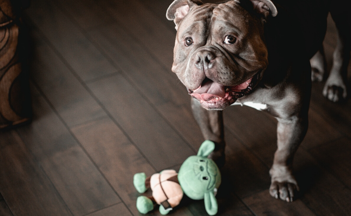 ENVIRONMENTAL ENRICHMENT - bulldog with baby yoda