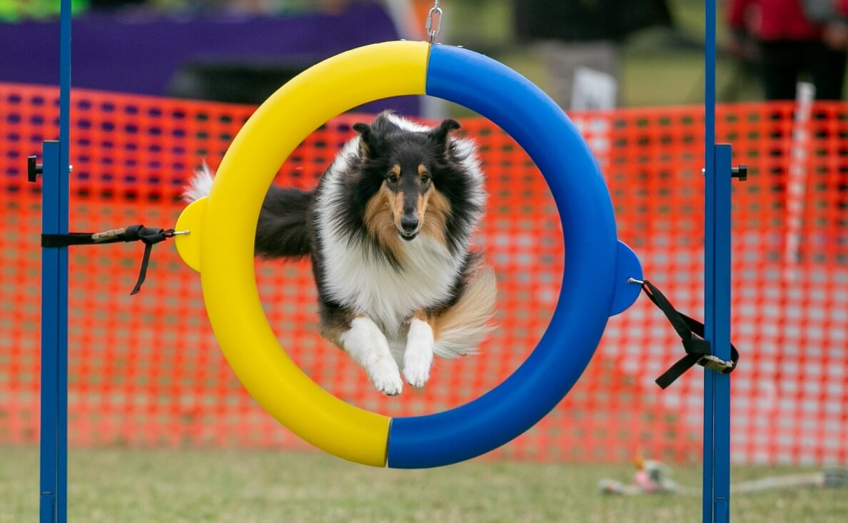 ENVIRONMENTAL ENRICHMENT - collie jumping through ring agility course