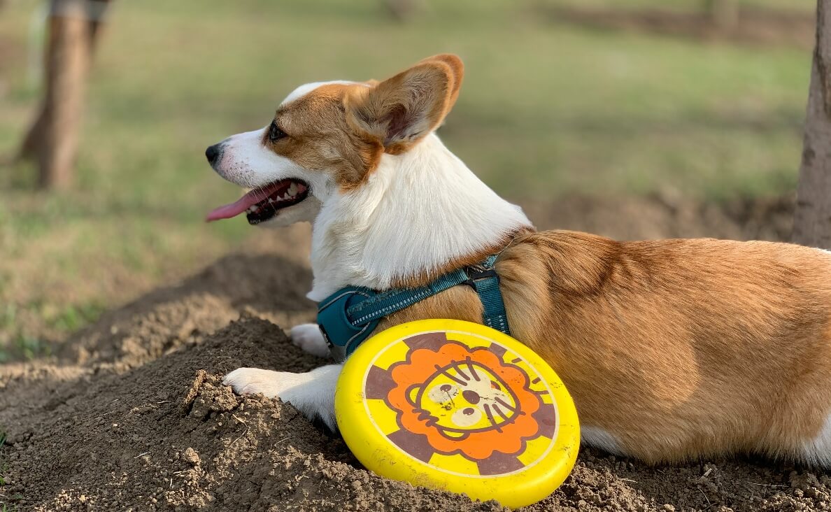 ENVIRONMENTAL ENRICHMENT - corgi with a frisbee