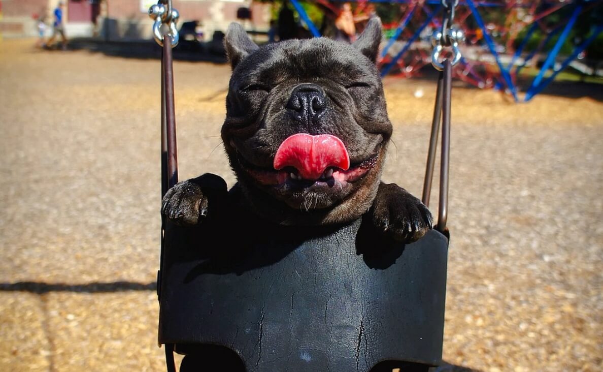 ENVIRONMENTAL ENRICHMENT - dark brown french poodle in playground swing