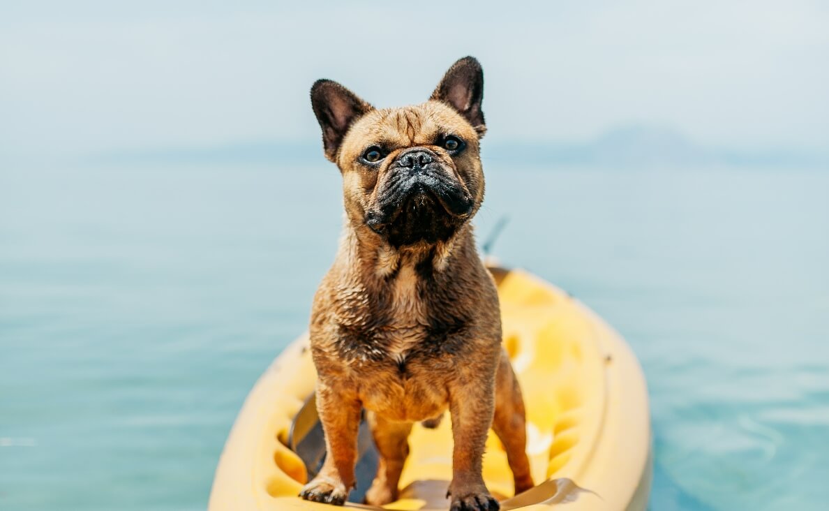 ENVIRONMENTAL ENRICHMENT - french bulldog on paddle board