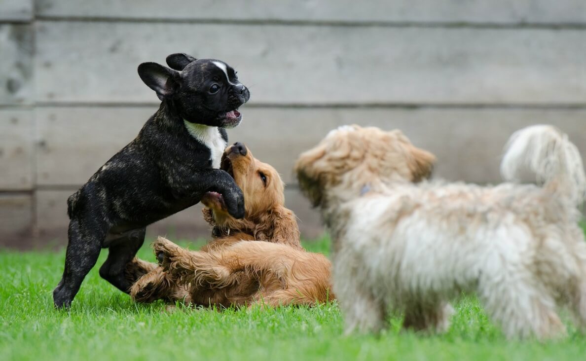  ENVIRONMENTAL ENRICHMENT - group of small dogs playing in grass