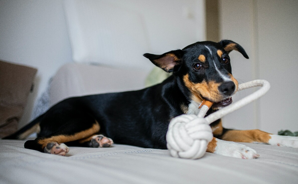 ENVIRONMENTAL ENRICHMENT - small dog with rope and ball pull toy