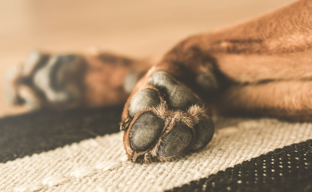 FACTS ABOUT DOGS - DOG PAWS