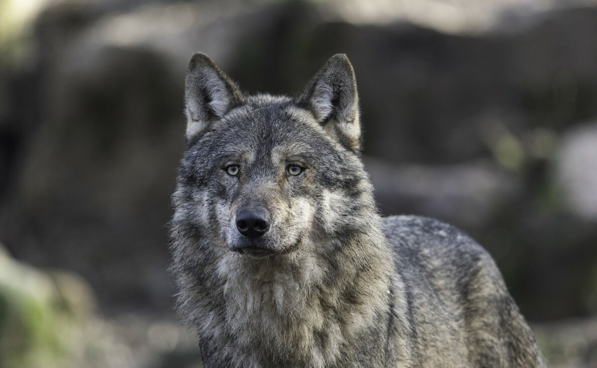 FACTS ABOUT DOGS - GRAY WOLF