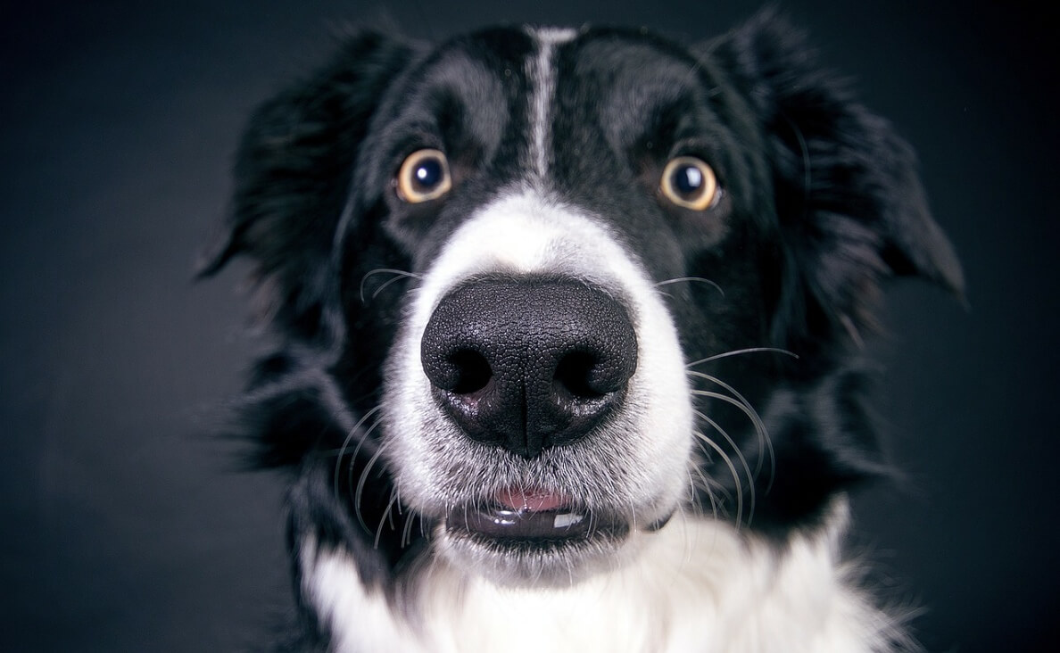 FACTS ABOUT DOGS - INTELLIGENT COLLIE