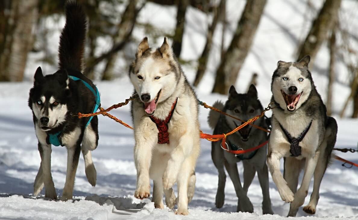 FACTS ABOUT DOGS - SIBERIAN HUSKIES RUNNING IN SNOW