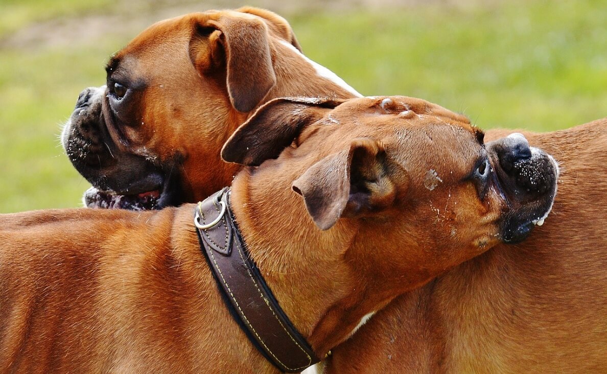 INTRODUCE DOGS - BOXER DOGS MEETING
