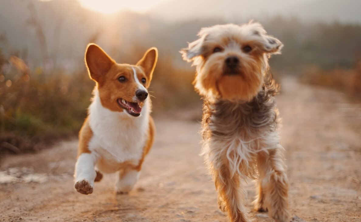INTRODUCE DOGS - CORGI AND SMALL FLUFFY DOG RUNNING TOGETHER