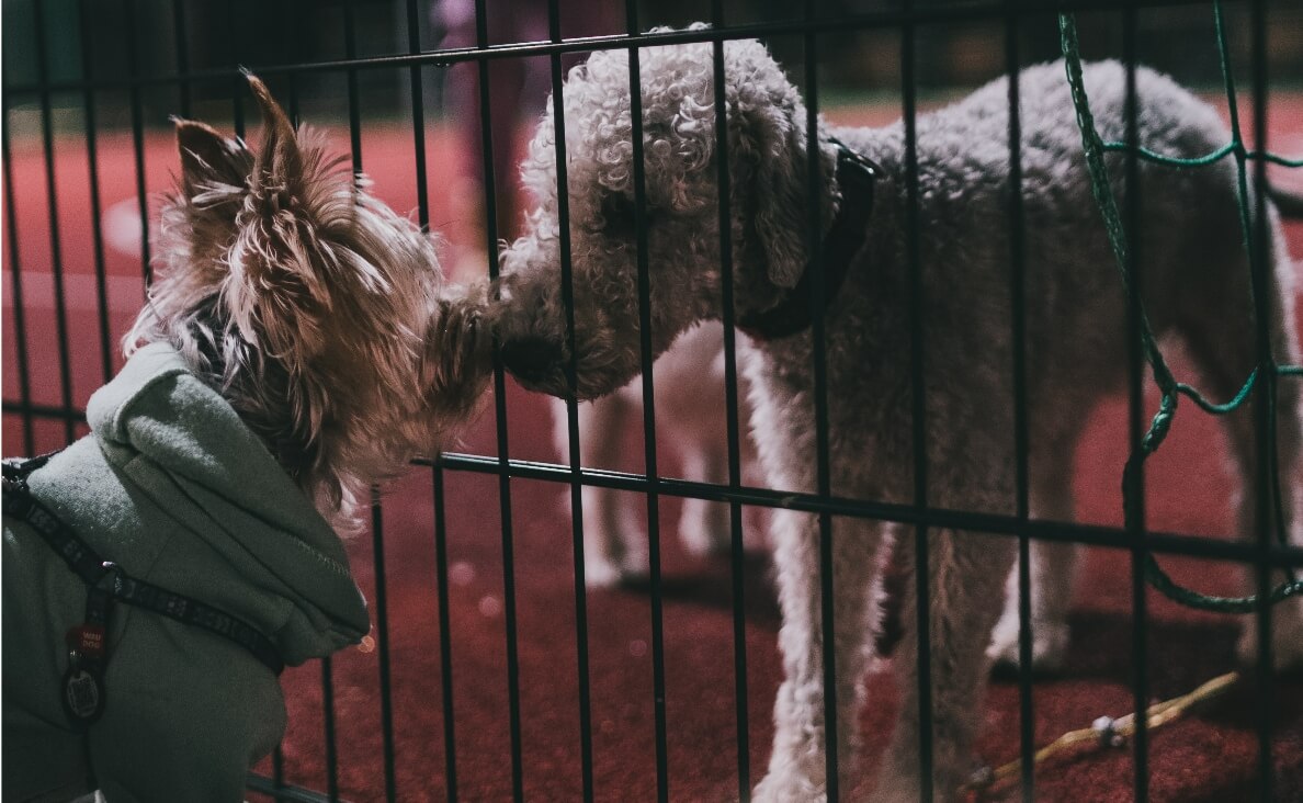 INTRODUCE DOGS - POODLE IN CRATE AND YORKSHIRE TERRIER MEETING