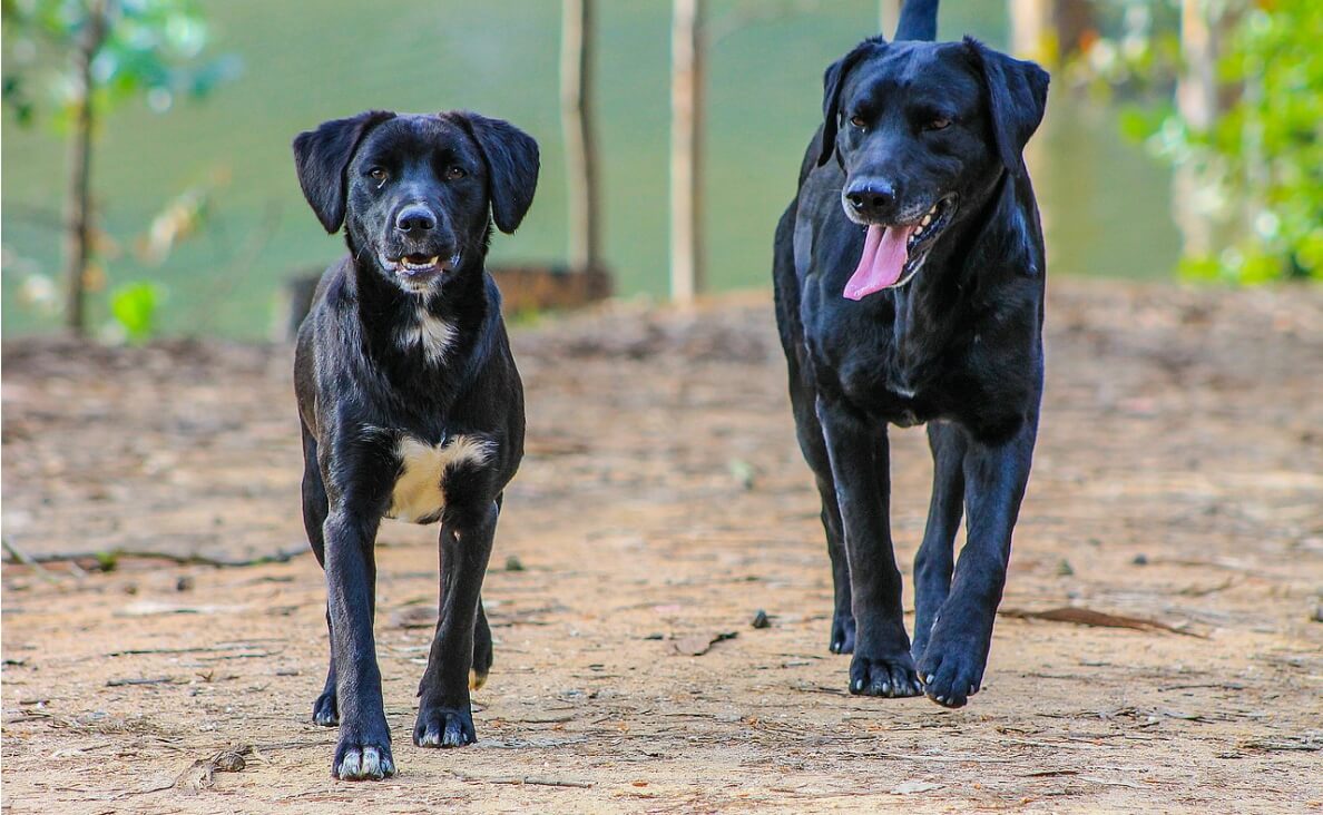 INTRODUCE DOGS - TWO BLACK DOGS MEETING