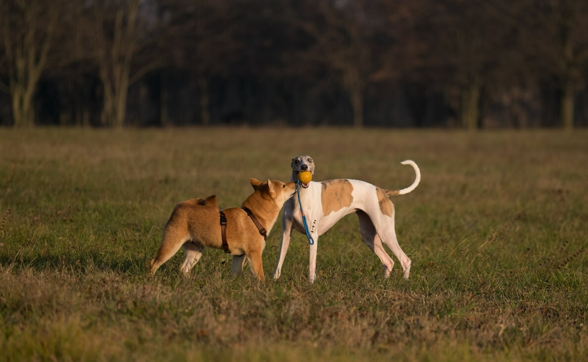 INTRODUCE DOGS - TWO DOGS PLAYING BALL IN A FIELD
