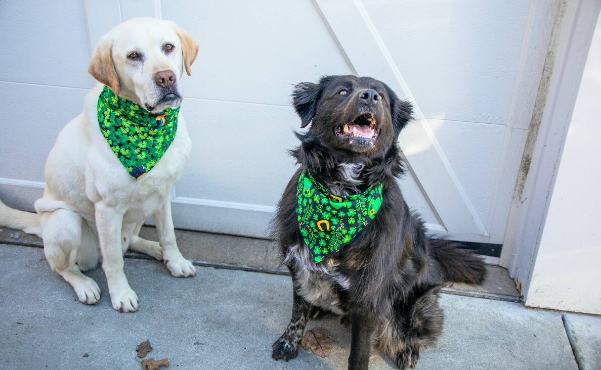 INTRODUCE DOGS - TWO DOGS WEARING SCARVES