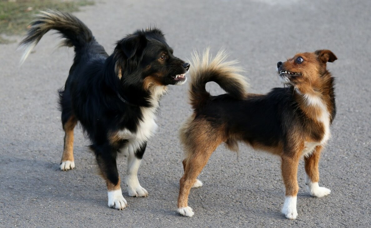 INTRODUCE DOGS - TWO MEDIUM SIZED FLUFFY DOGS MEETING