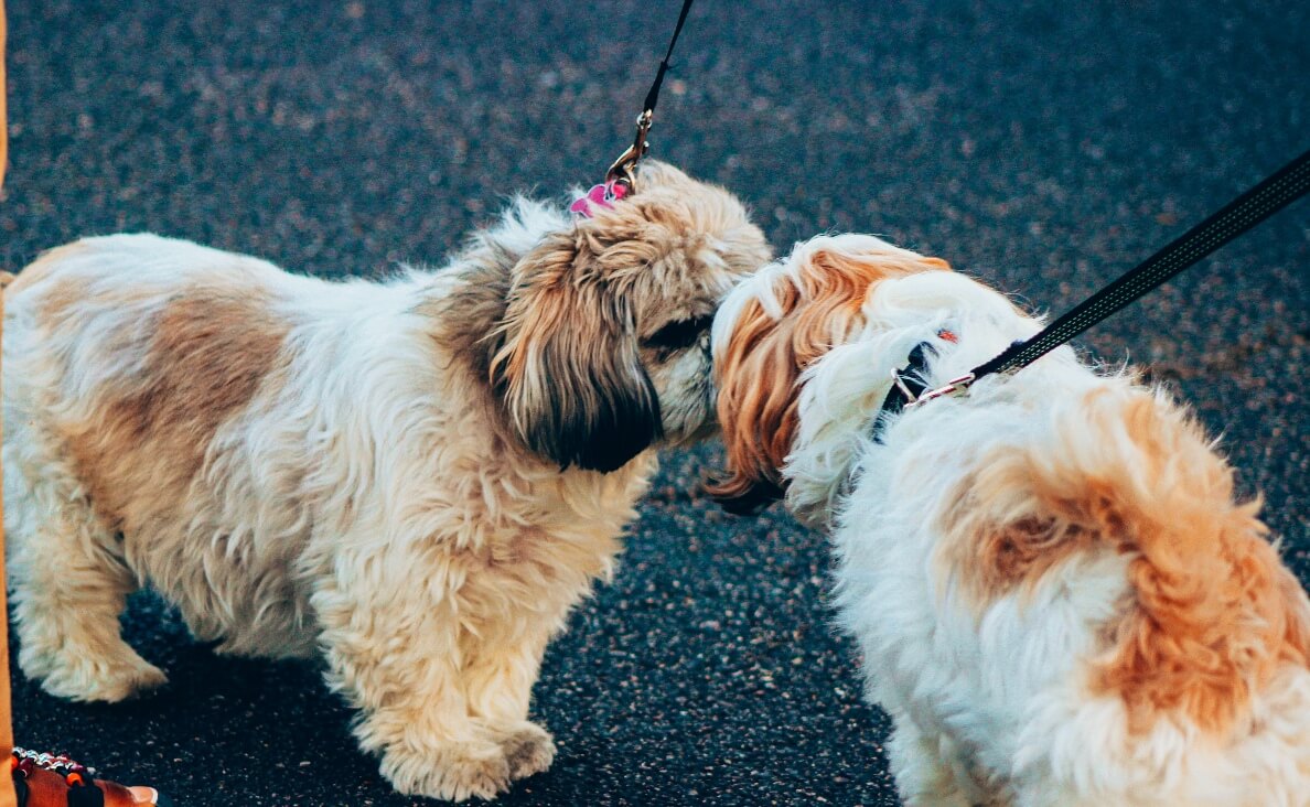 INTRODUCE DOGS - TWO YORKSHIRE TERRIERS MEETING