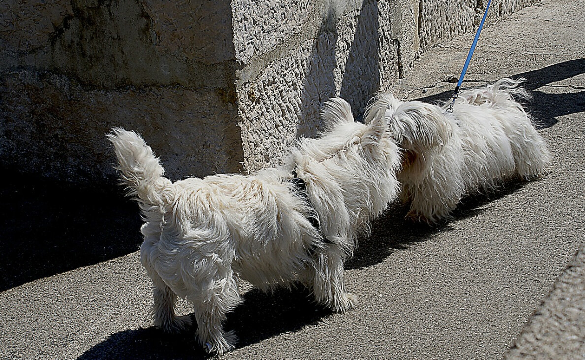 INTRODUCE DOGS - two fluffy white dogs meeting