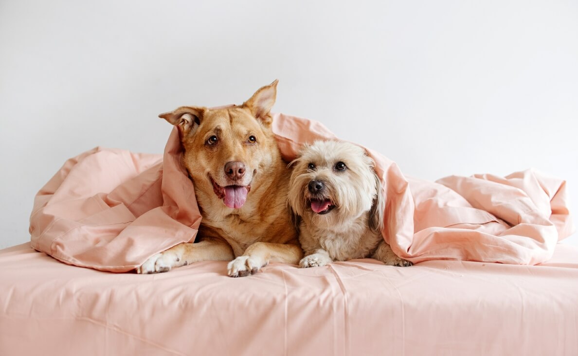 INTRODUCE DOGS - two pups in bed with pink blanket