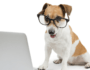 Top 8 Dog Technology Trends Totally Worth Your Money