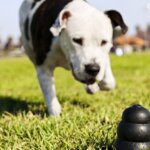How to Choose Durable Dog Toys for Fun and Safety