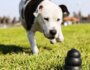 How to Choose Durable Dog Toys for Fun and Safety