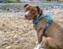 How to Choose a No-Pull Harness for Your Dog