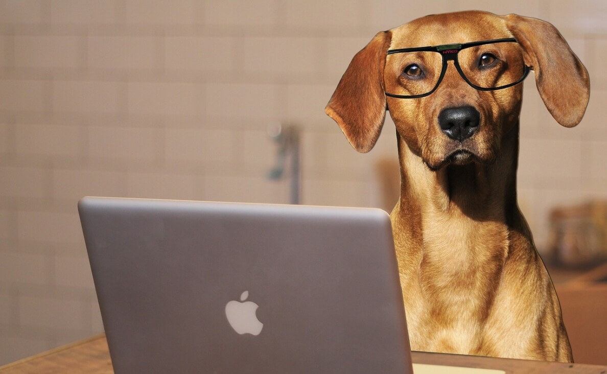 DOG TECHNOLOGY TRENDS laptop on table with dog with glasses
