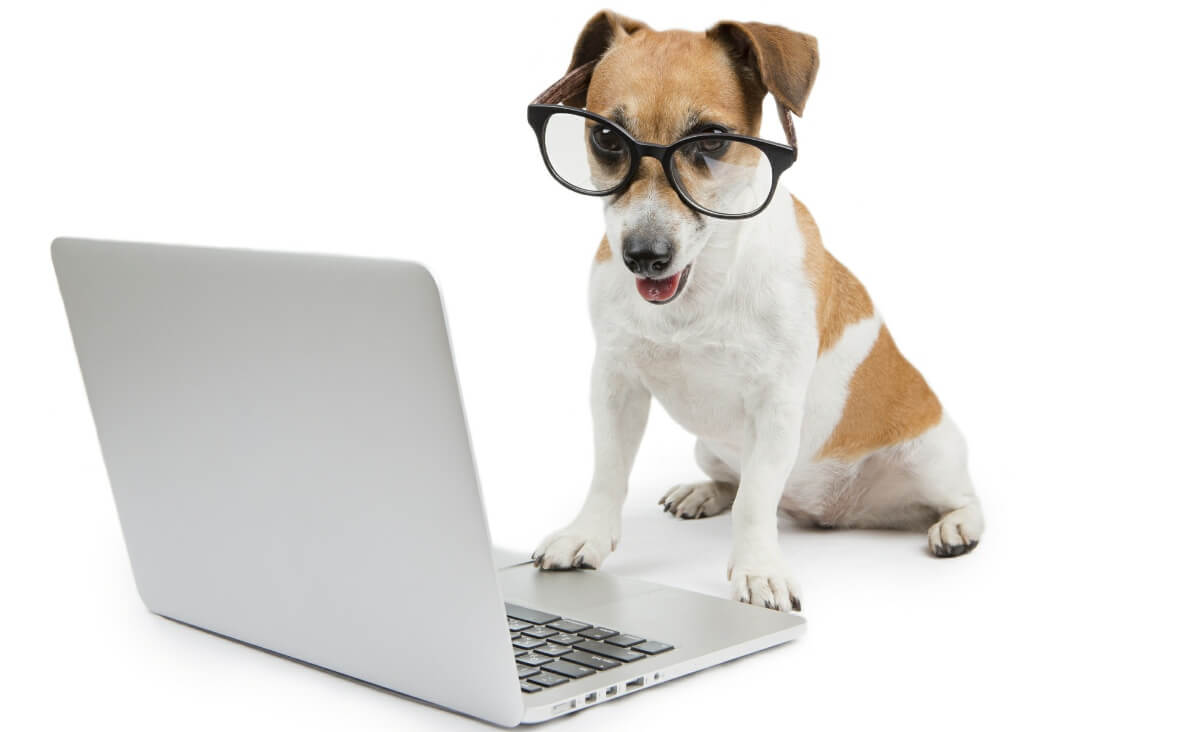Top 8 Dog Technology Trends Totally Worth Your Money