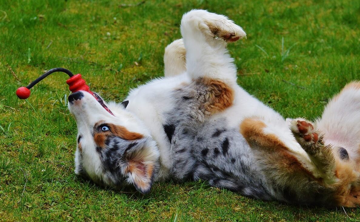 DURABLE DOG TOYS - australian shepherd laying on his back playing with a toy
