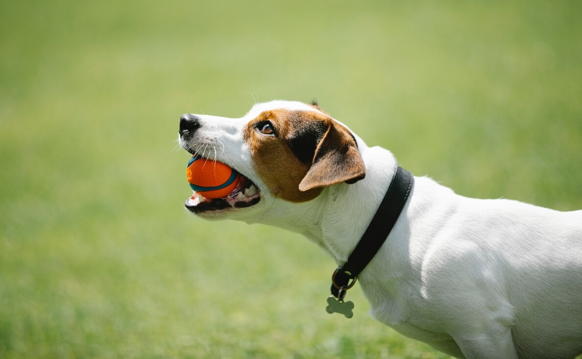 DURABLE DOG TOYS - beagle with chuckit! ball