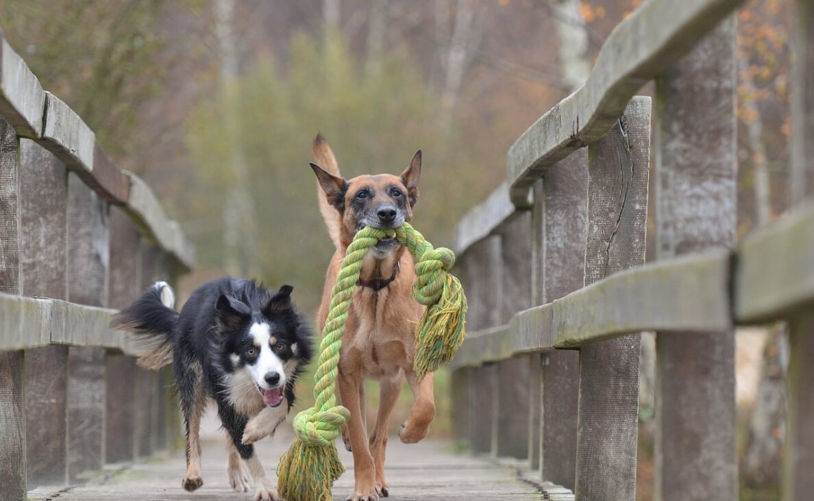 DURABLE DOG TOYS - belgian malinois and border collie walking over walking bridge with rope toy