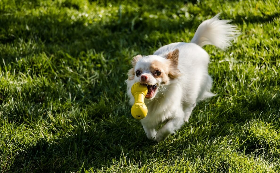 DURABLE DOG TOYS - chihuahua playing with durable toy