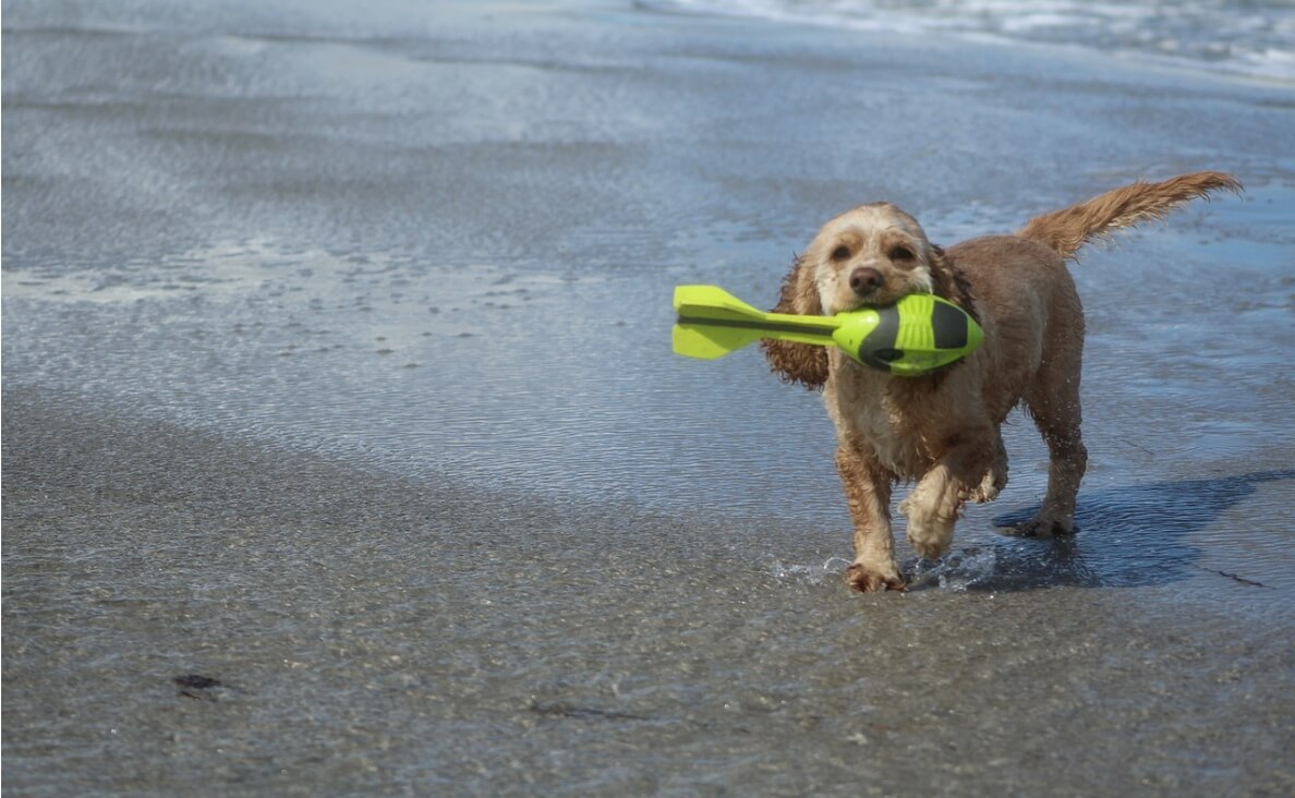 DURABLE DOG TOYS - dog on the beach with durable water toy
