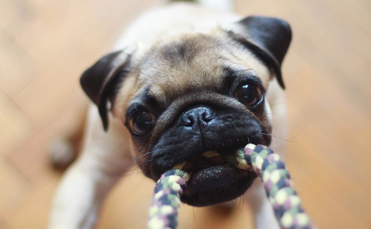 DURABLE DOG TOYS - french bulldog playing tug of war