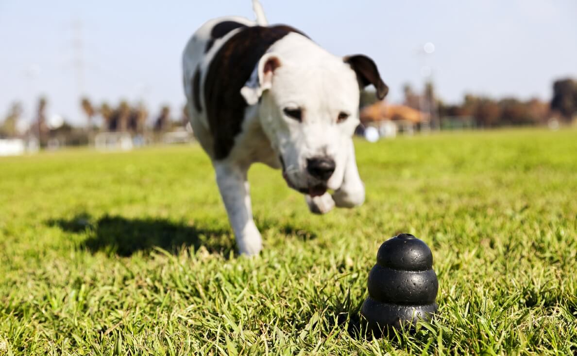 How to Choose Durable Dog Toys for Fun and Safety