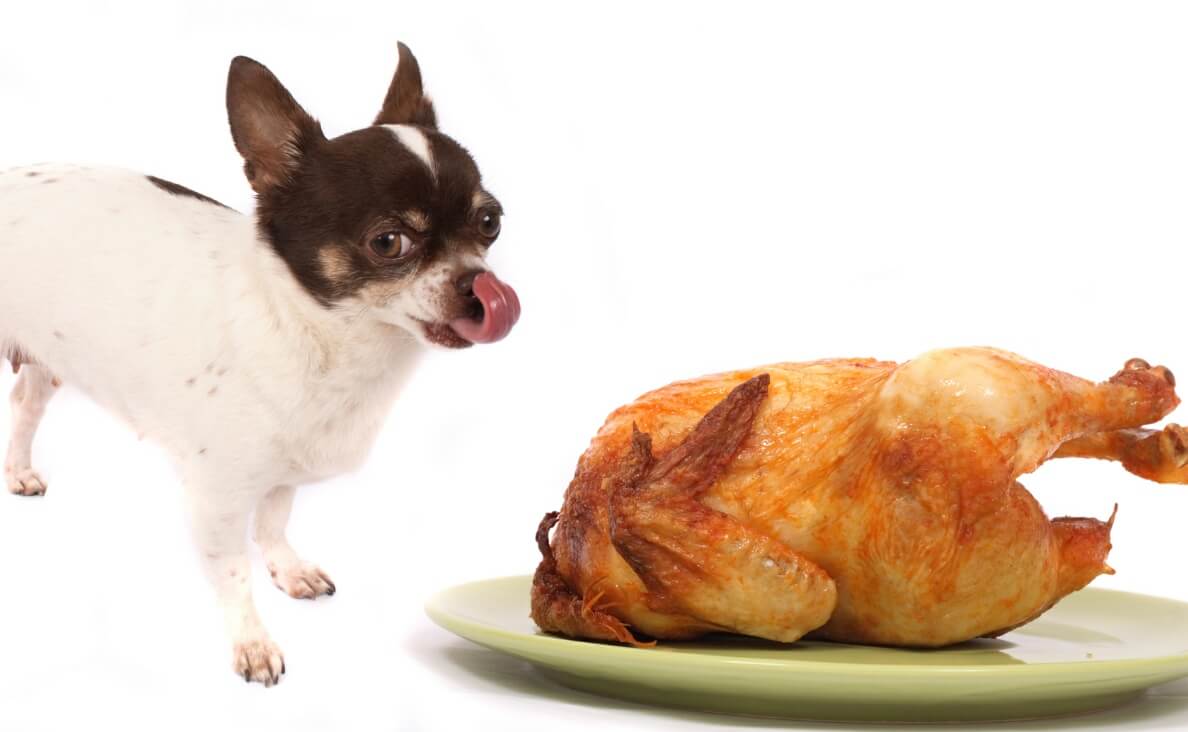 HOLIDAY FOODS UPSET STOMACH - chihuahua licking lips turkey