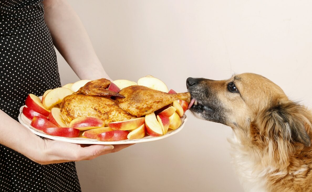 HOLIDAY FOODS UPSET STOMACH - dog taking drumstick from plate
