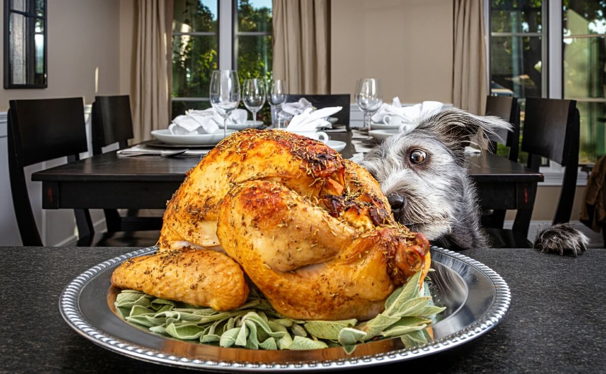 10 Holiday Foods That Can Give Your Dog an Upset Stomach