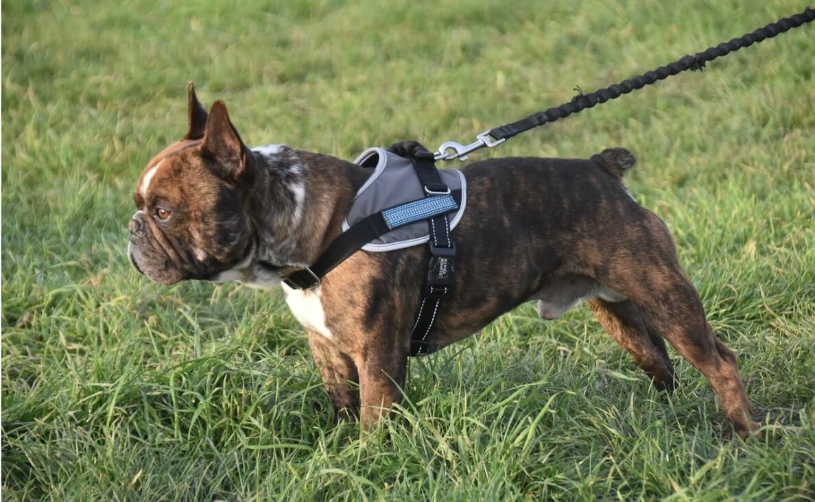 NO PULL HARNESS - brindle french bull dog