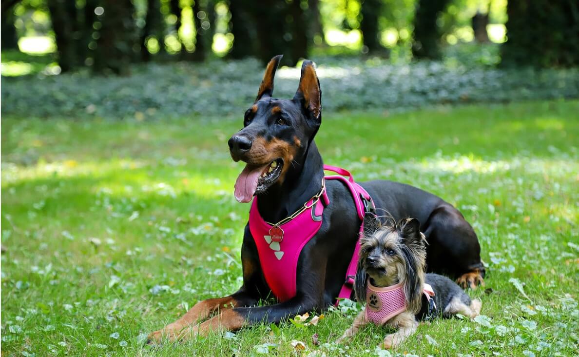 NO PULL HARNESS - doberman and yorkie