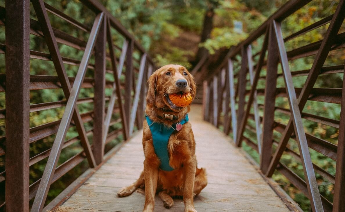 NO PULL HARNESS - golden retriever with ball on bridge