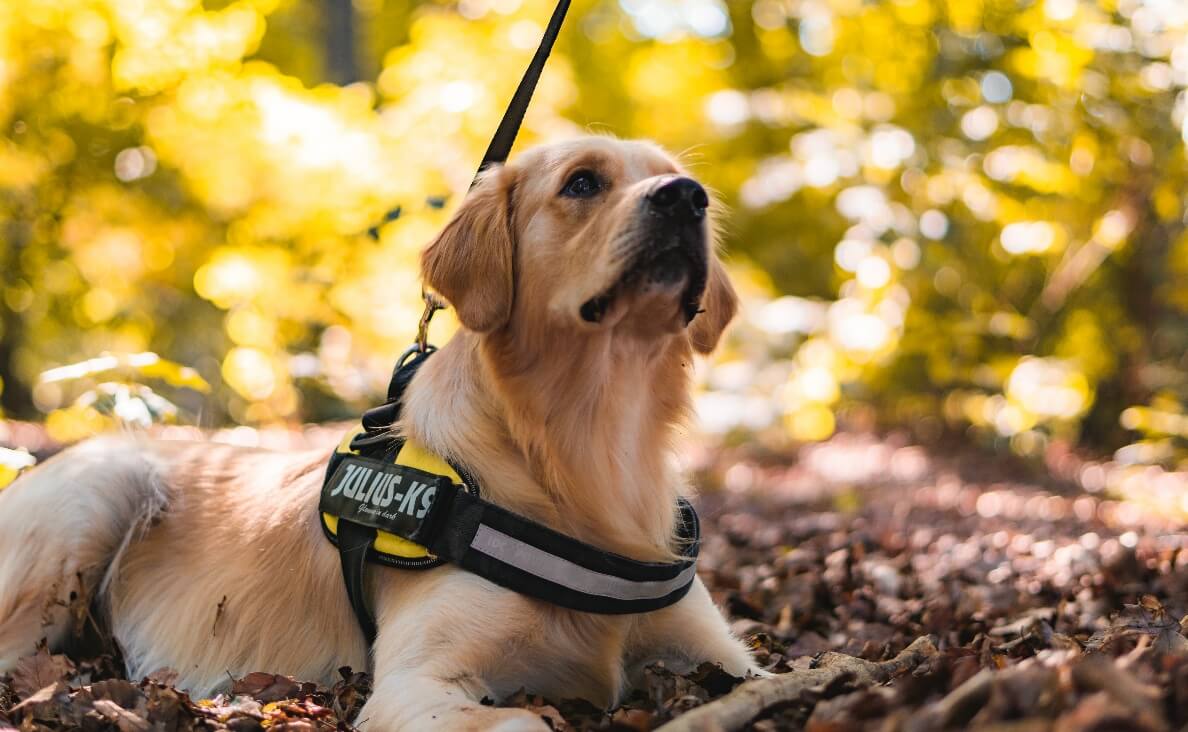 NO PULL HARNESS - golden retriever